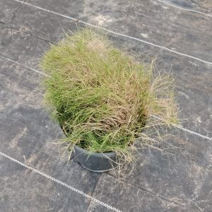 Japonica grass - 16CM