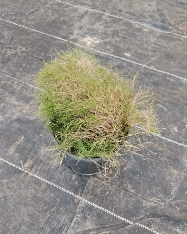 Japonica grass