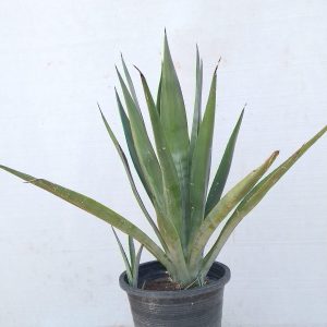 Agave americana - 22CM
