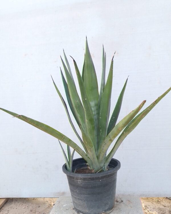 Agave americana