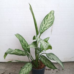 Aglonema - 14CM