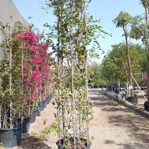 Arabian Jasmine - Pillar - 110L