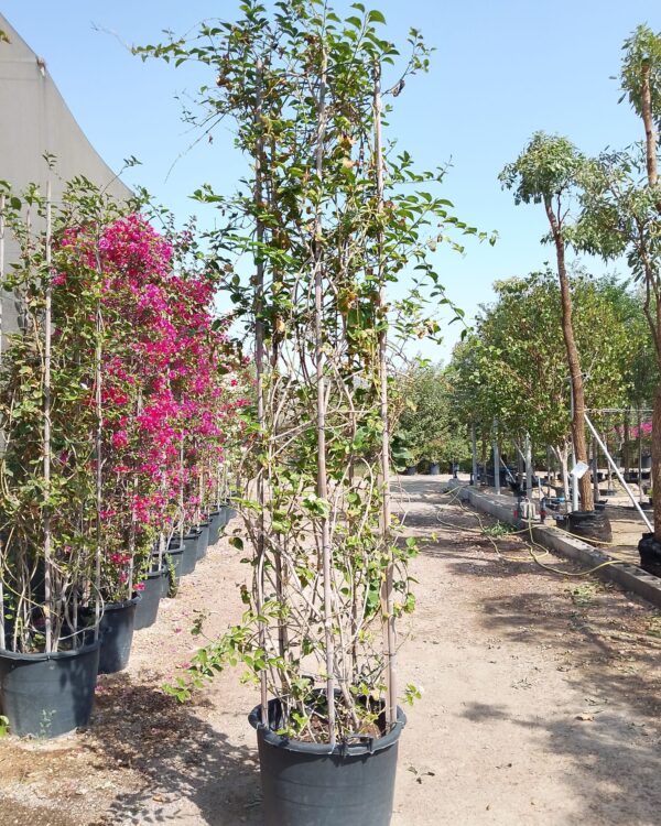 Arabian Jasmine