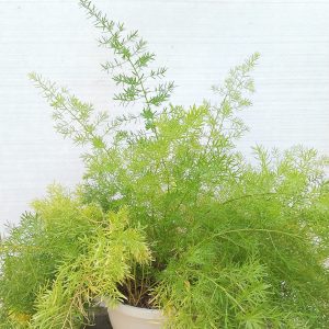 Asparagus - 18CM