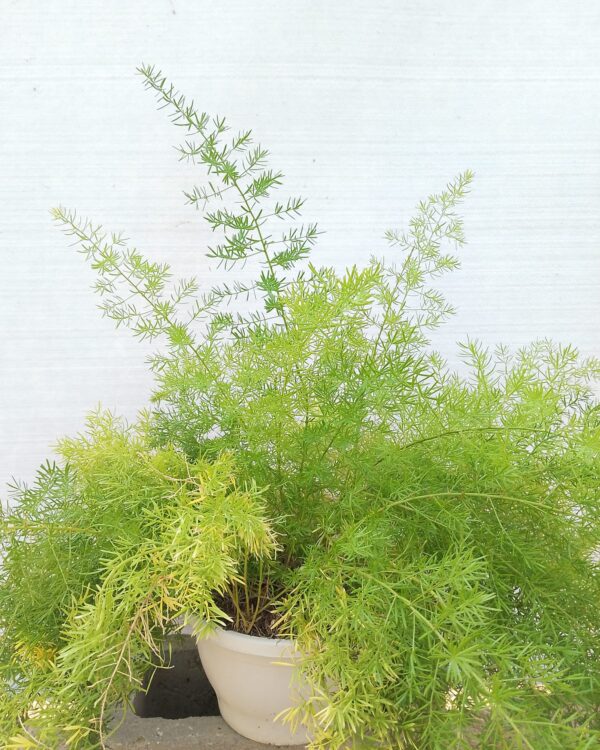 Asparagus densiflorus