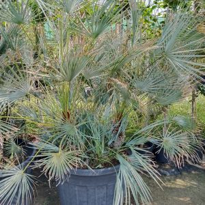 Chamaerops excelsa - 180L