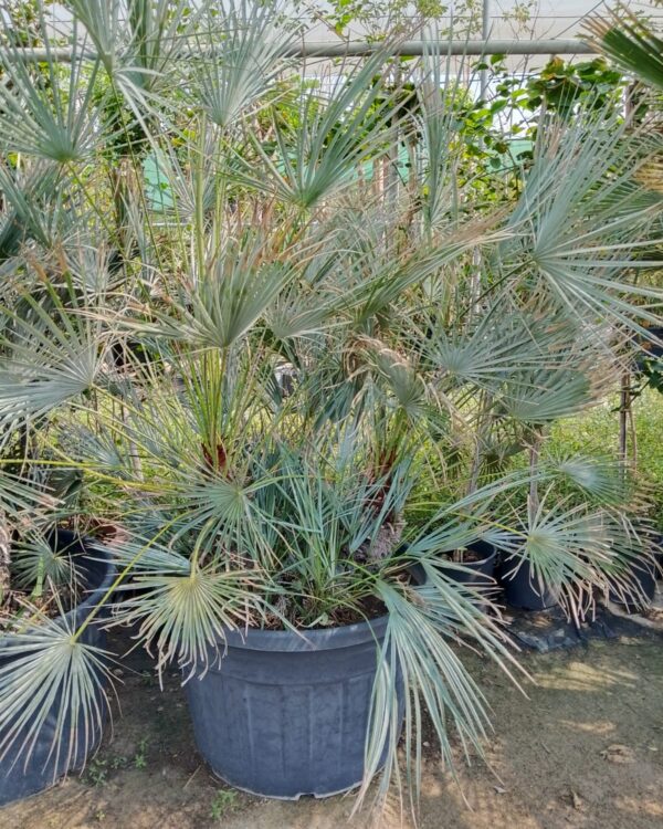 Chamaerops excelsa