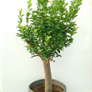 Citrus lemon - 55L