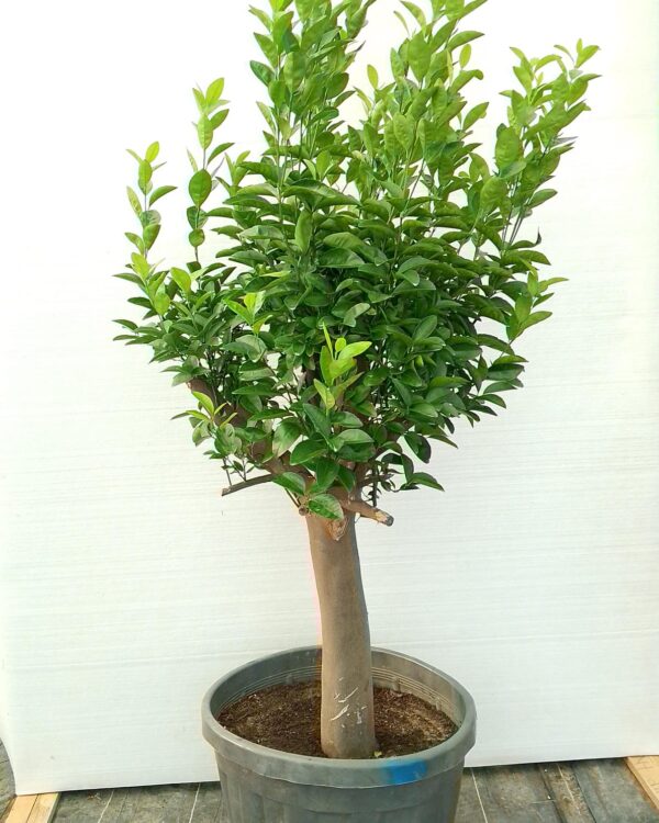 Citrus lemon