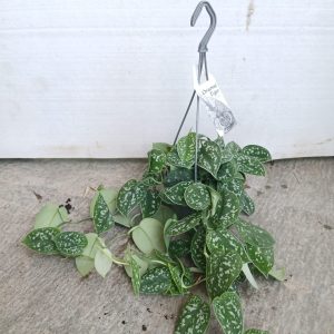 Epipremnum queen marble