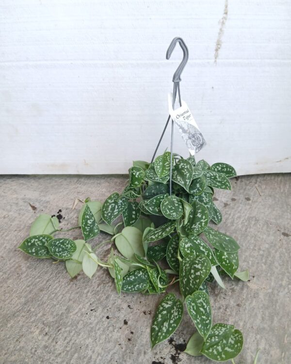 Epipremnum queen marble
