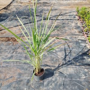 Lemon grass - 16CM
