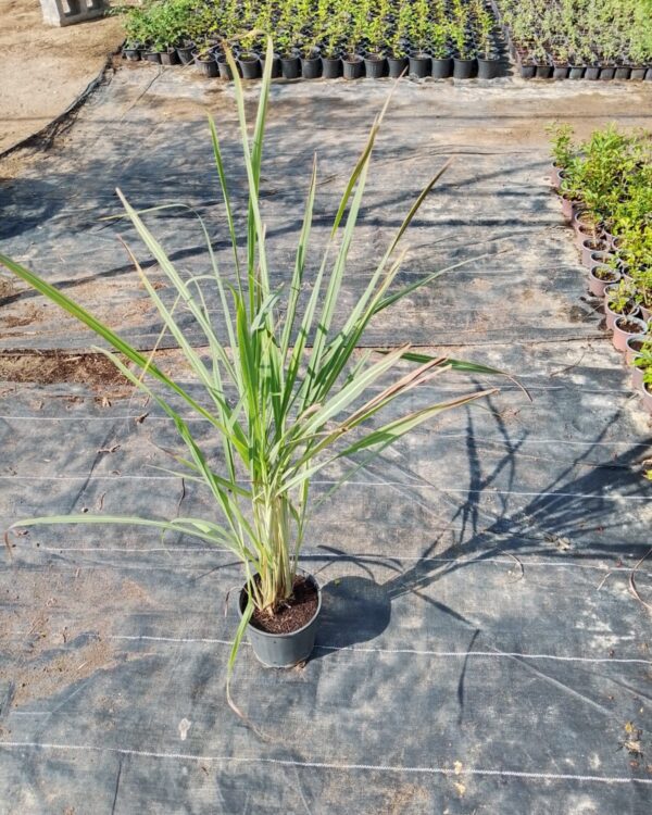 Lemon grass