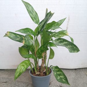 Aglonema - 14CM