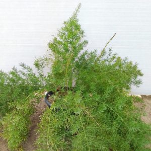 Asparagus - 16CM