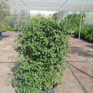 Asystasia gangetica - Pillar - 22CM