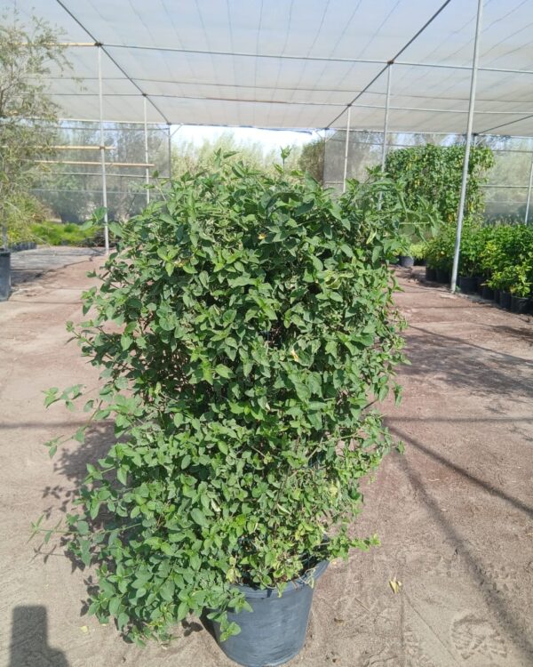 Asystasia gangetica
