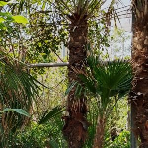 Chamaerops humilis - 200L