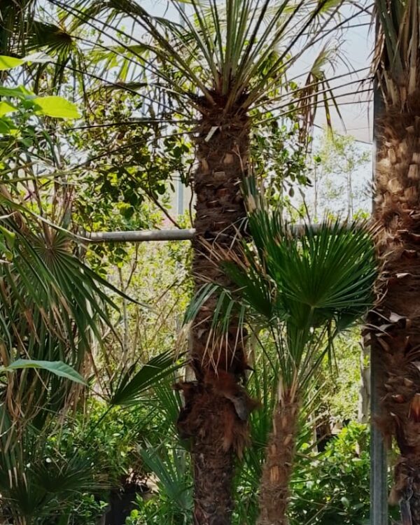 Chamaerops humilis