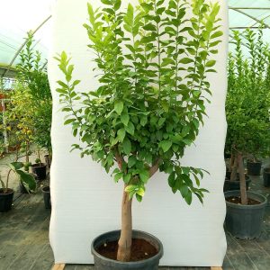 Citrus lemon - 75L