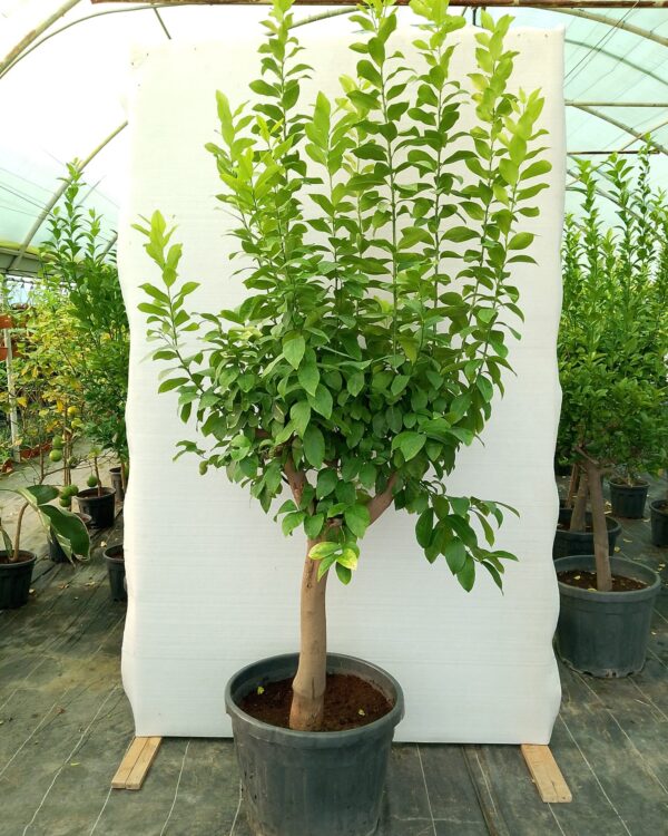 Citrus lemon