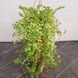 Fficus repens