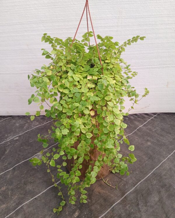 Ficus pumila