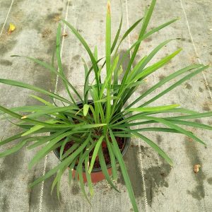 Liriope - 12CM