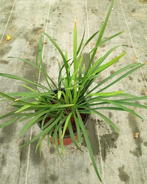 Liriope