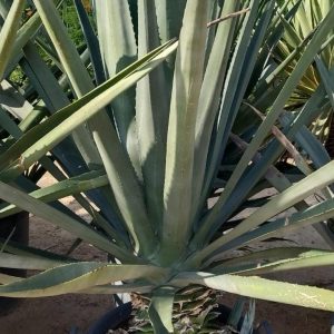 Agave americana - 110L