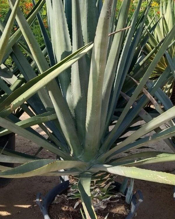 Agave americana