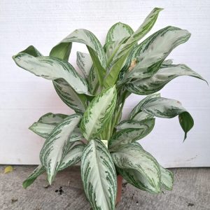 Aglonema - 17CM