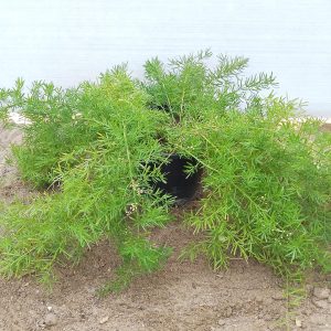 Asparagus - 16CM