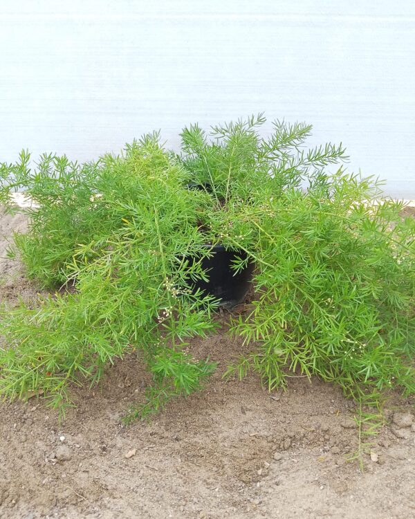 Asparagus densiflorus