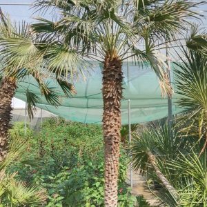 Chamaerops humilis - 210L