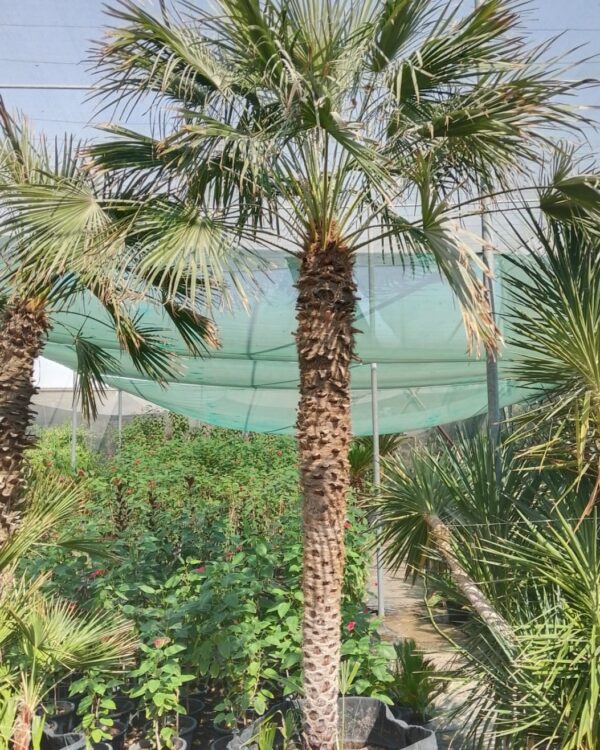 Chamaerops humilis