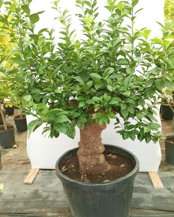 Citrus lemon