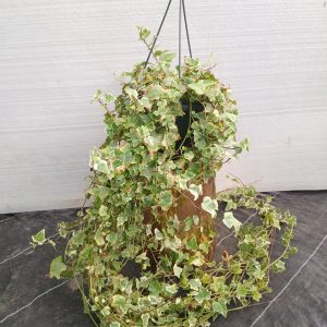 Hedra