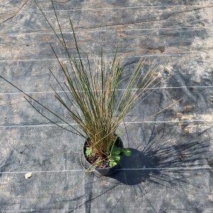 Muhlenbergia(Dubai) - 16CM