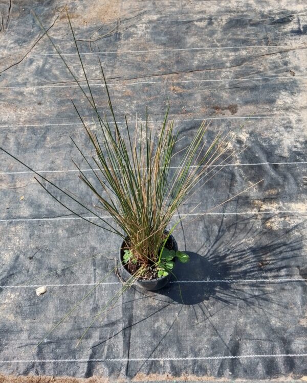 Muhlenbergia(Dubai)