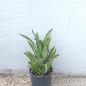 Agave attenuata - 16CM