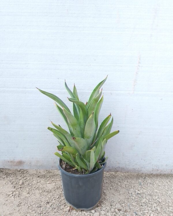Agave attenuata