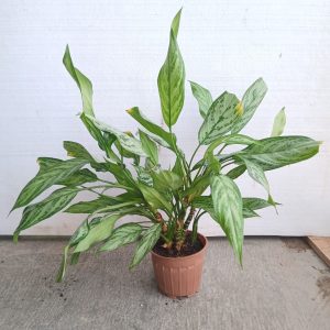 Aglonema - 13CM