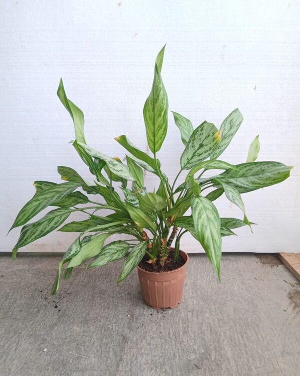 Aglaonema nitidum "silver queen"
