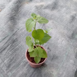 Asystasia gangetica (Green) - 9CM