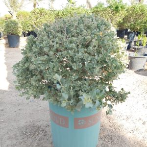 Atriplex - Ball - 25L