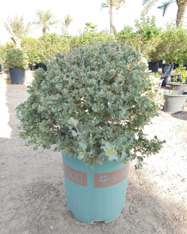Atriplex