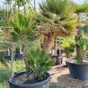 Chamaerops humilis - 375L
