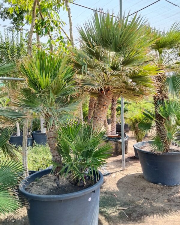 Chamaerops humilis