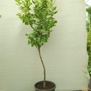 Citrus lemon - 12.5L